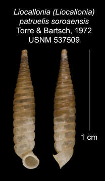 Imagem de Liocallonia patruelis soroaensis C. Torre & Bartsch 1972