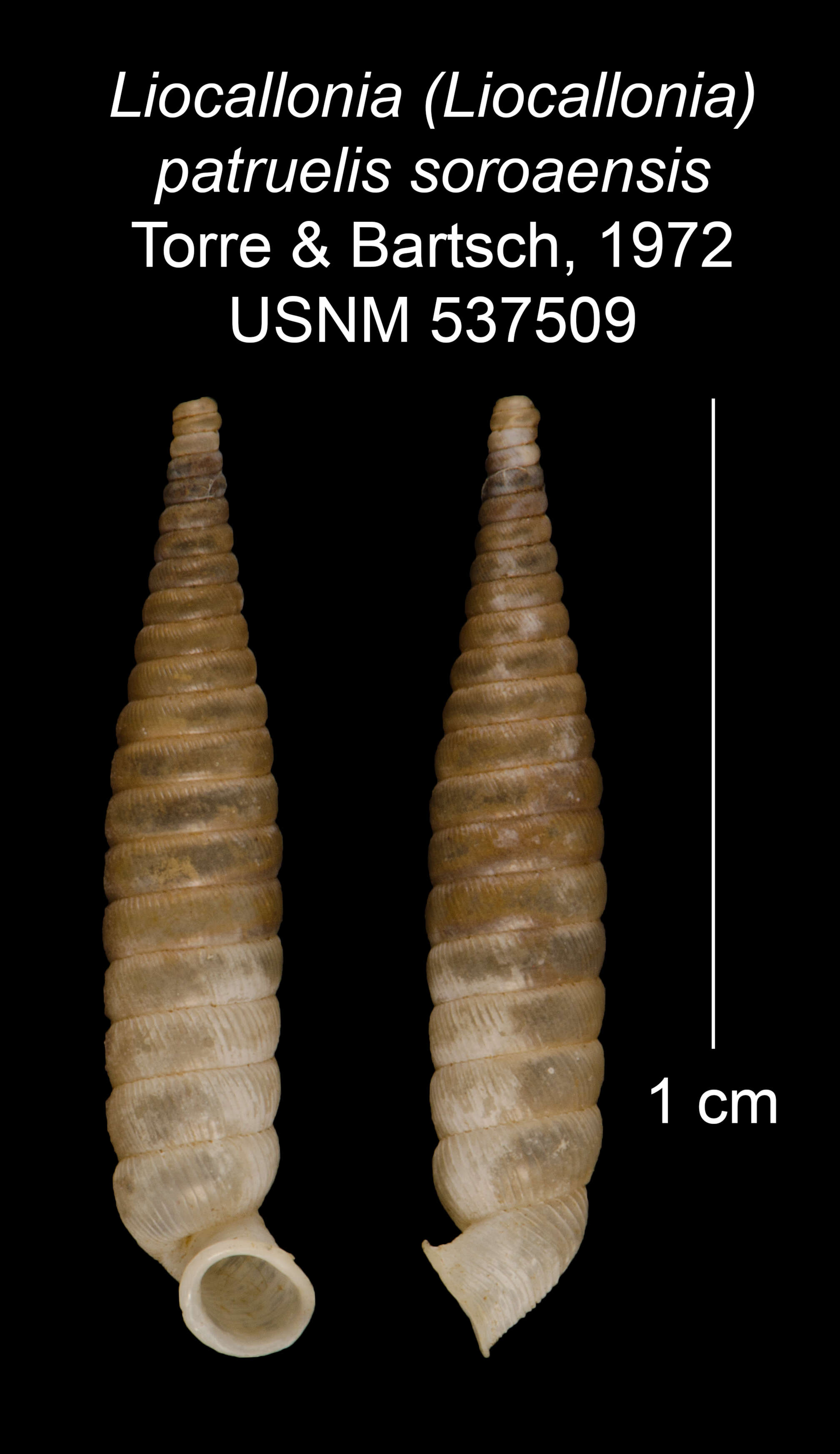 Plancia ëd Liocallonia patruelis soroaensis C. Torre & Bartsch 1972