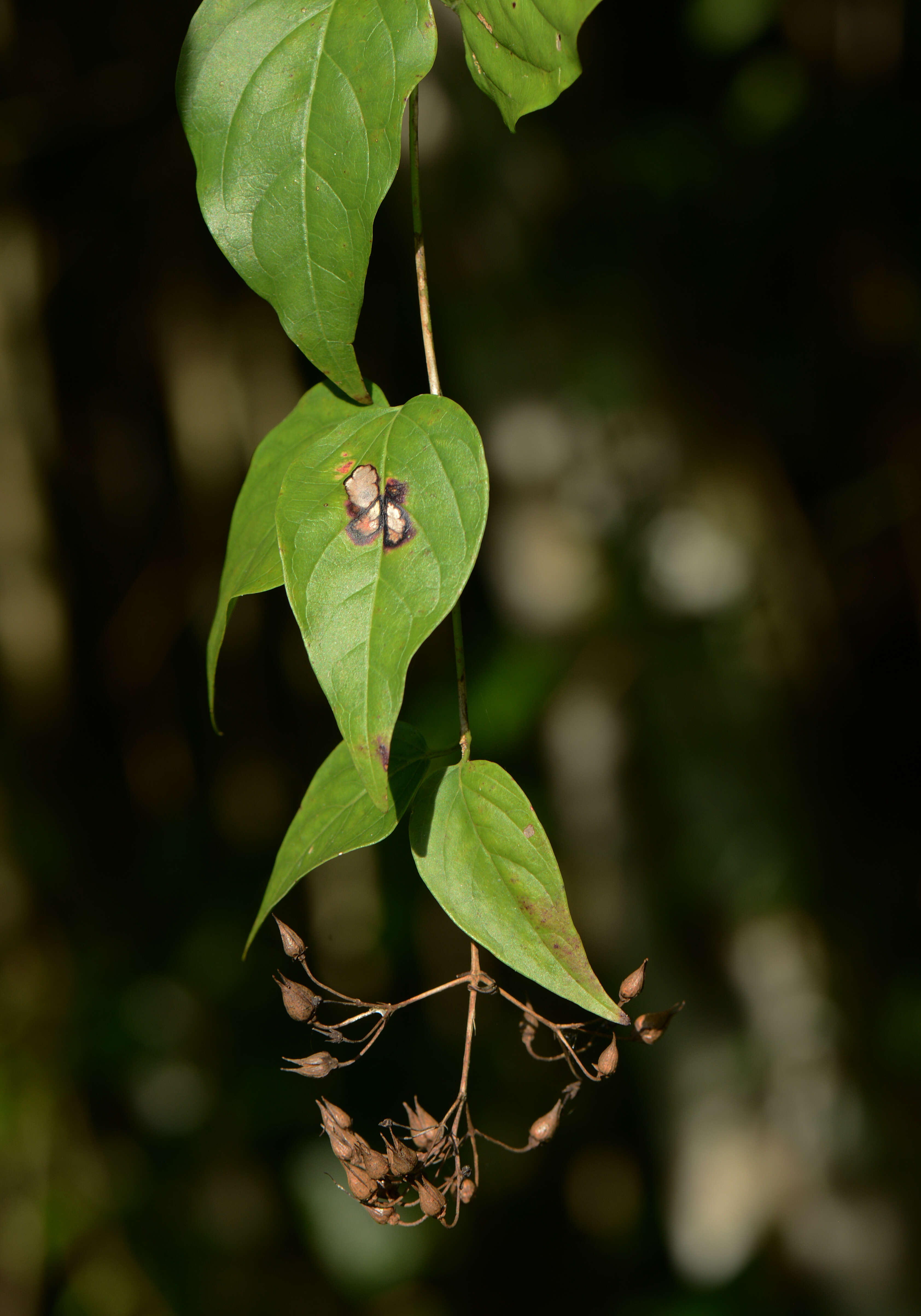 Russelia contrerasii B. L. Turner resmi