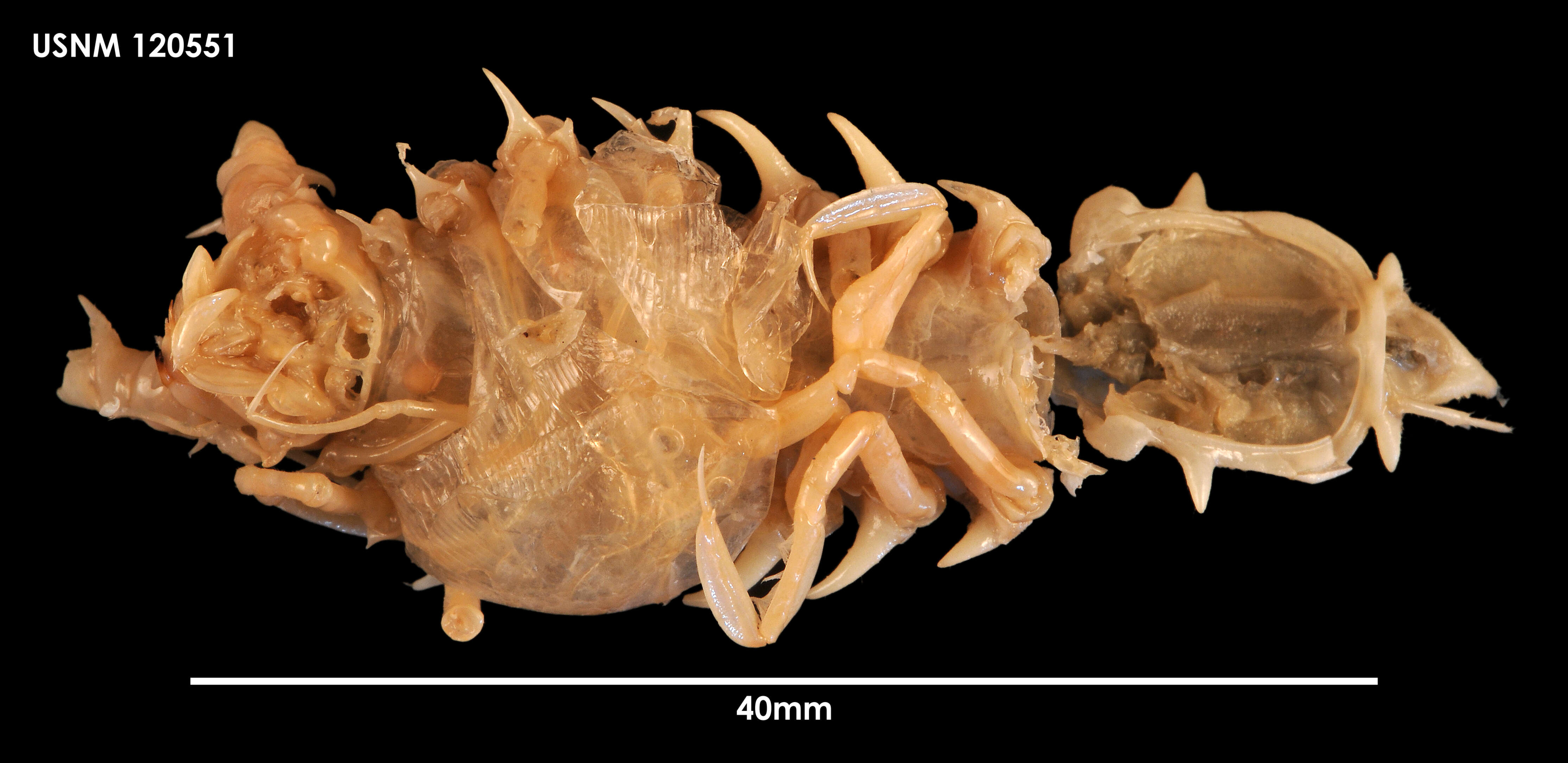 Image of Sursumura praegrandis (George & Menzies 1968)