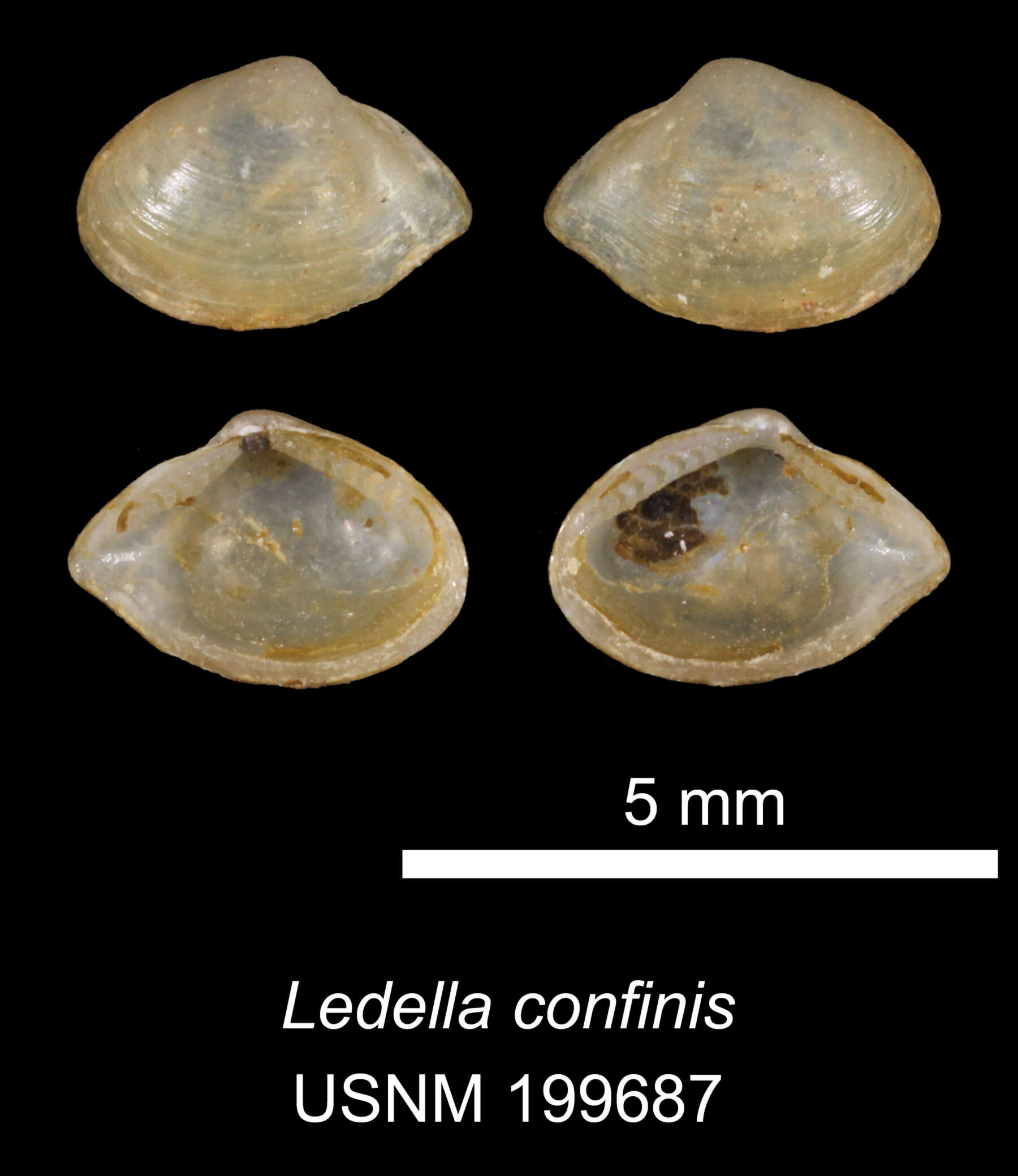 Image of Ledella confinis (E. A. Smith 1885)