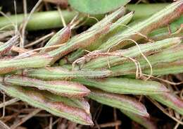 Image de Indigofera hendecaphylla Jacq.