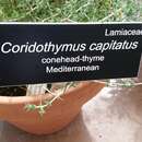 Image of Mediterranean wild thyme