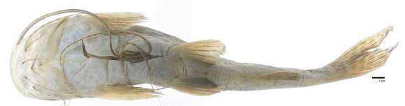 Image of Perrunichthys