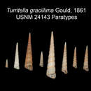 Turritella cingulifera G. B. Sowerby I 1825 resmi