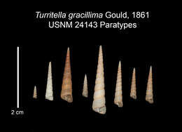 Turritella cingulifera G. B. Sowerby I 1825 resmi