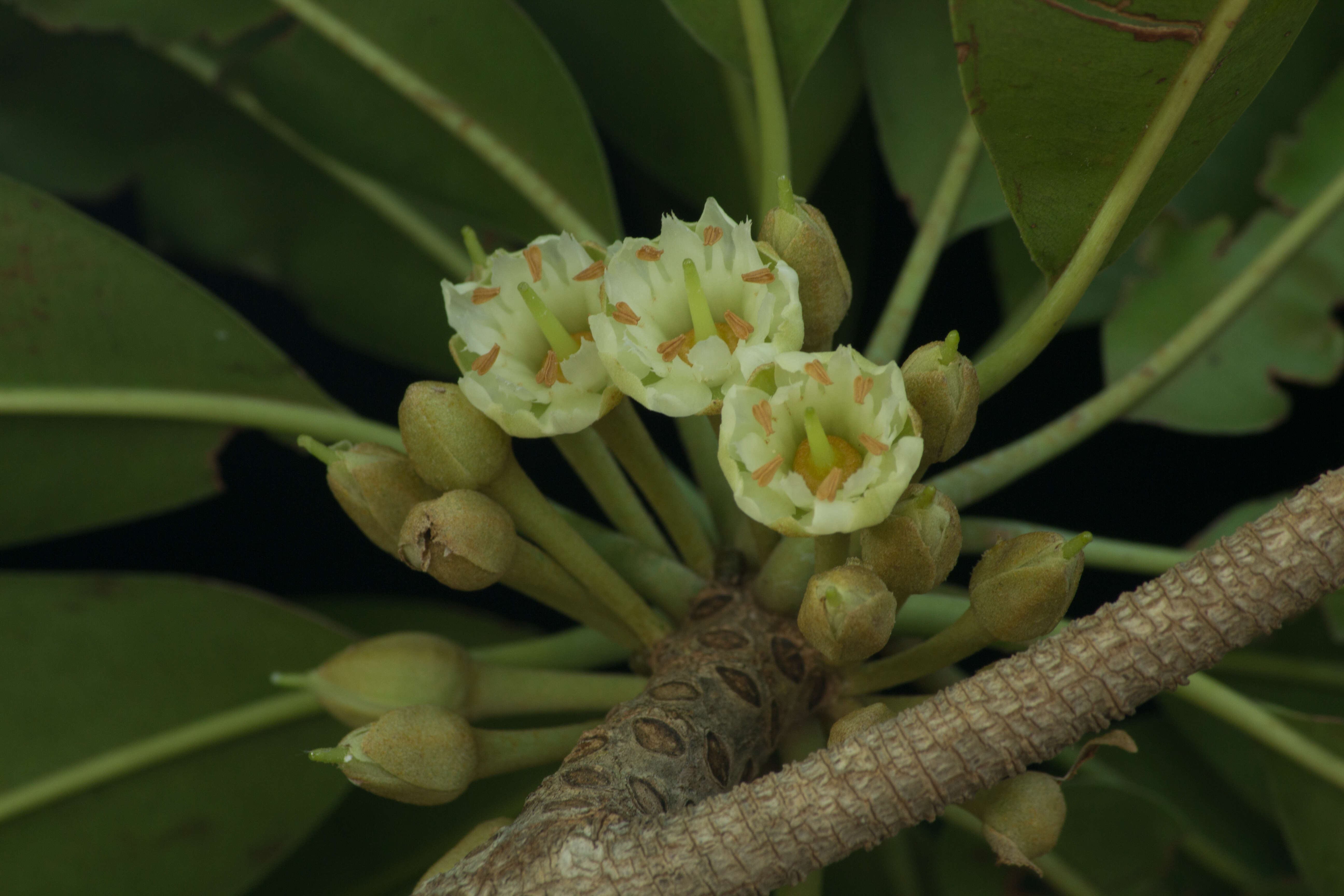 Imagem de Manilkara zapota (L.) P. Royen