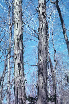 Image de arbre à noix piquées