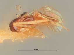 Image de Syrphophagus marilandicus (Girault 1917)