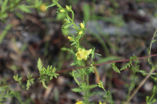 Image of piedmont blacksenna