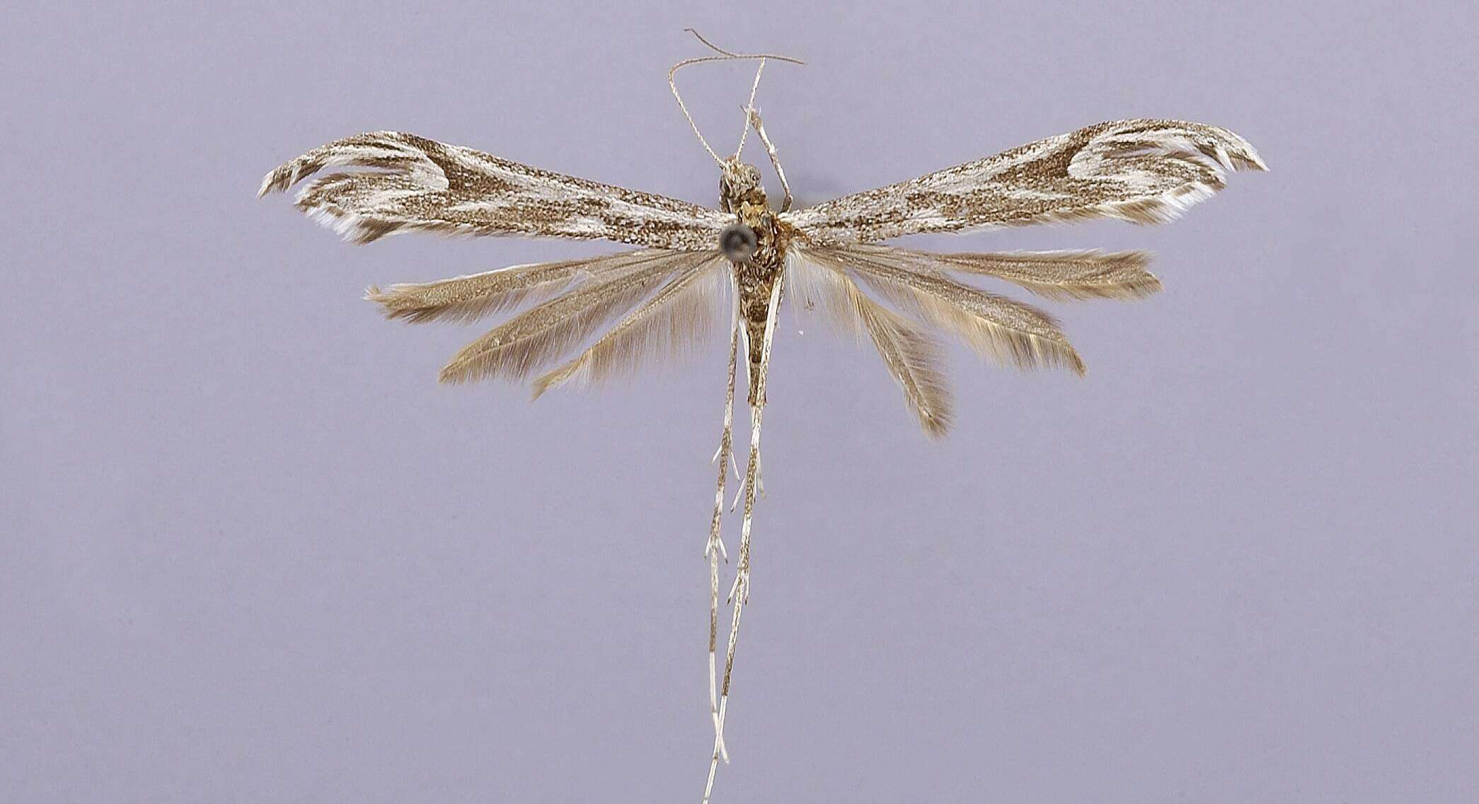 Image of Oidaematophorus mizar Barnes & Lindsey 1921