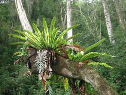 Image of Hawai'I birdnest fern