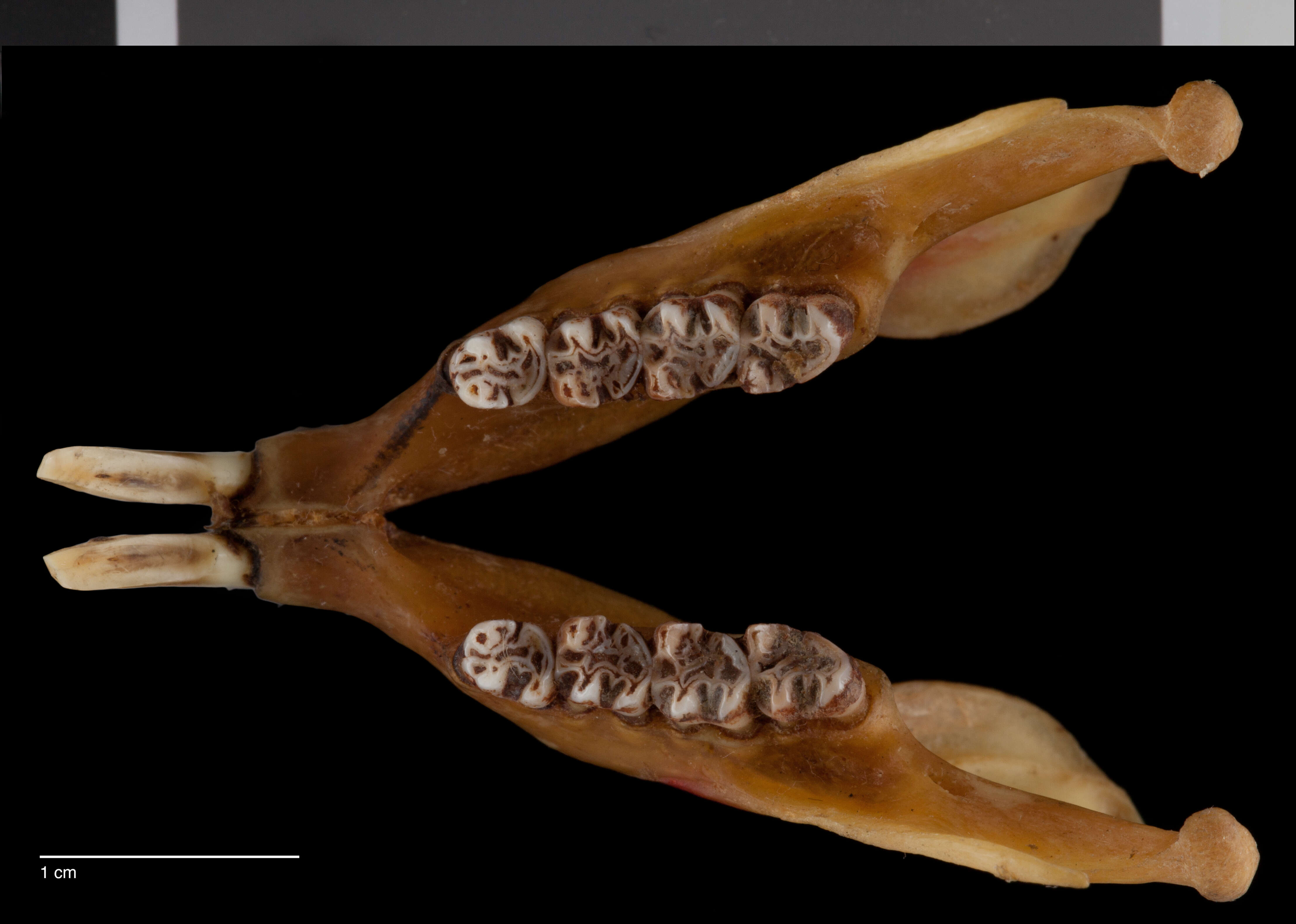 Image of Petaurista petaurista batuana Miller 1903