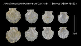 Image of Parvamussium marmoratum (Dall 1881)