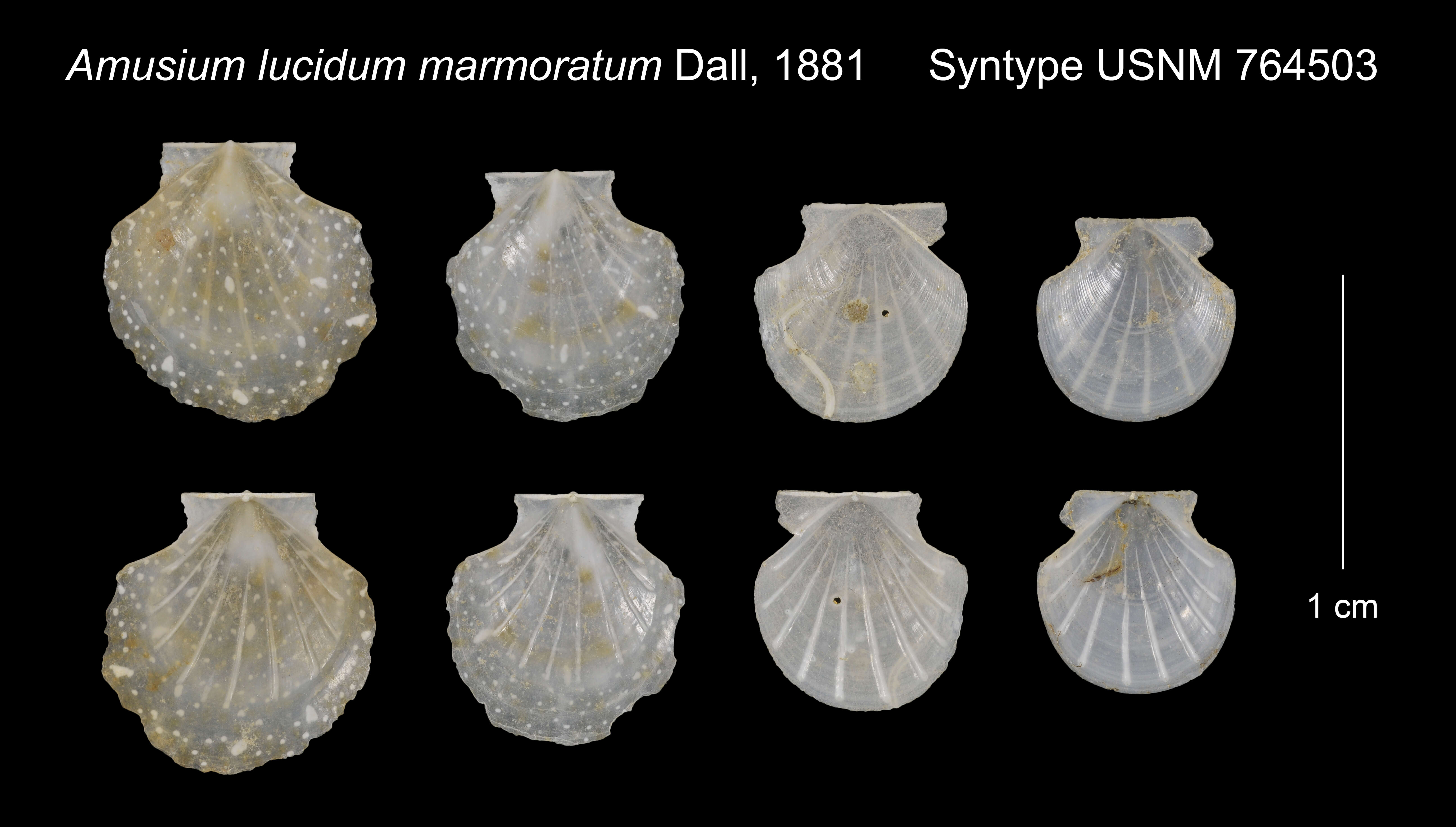Image de Parvamussium marmoratum (Dall 1881)