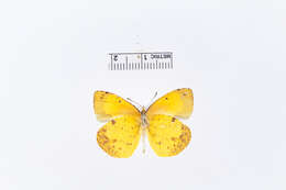 Image of Eurema adamsi (Lathy 1898)