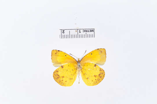 Image of Eurema adamsi (Lathy 1898)