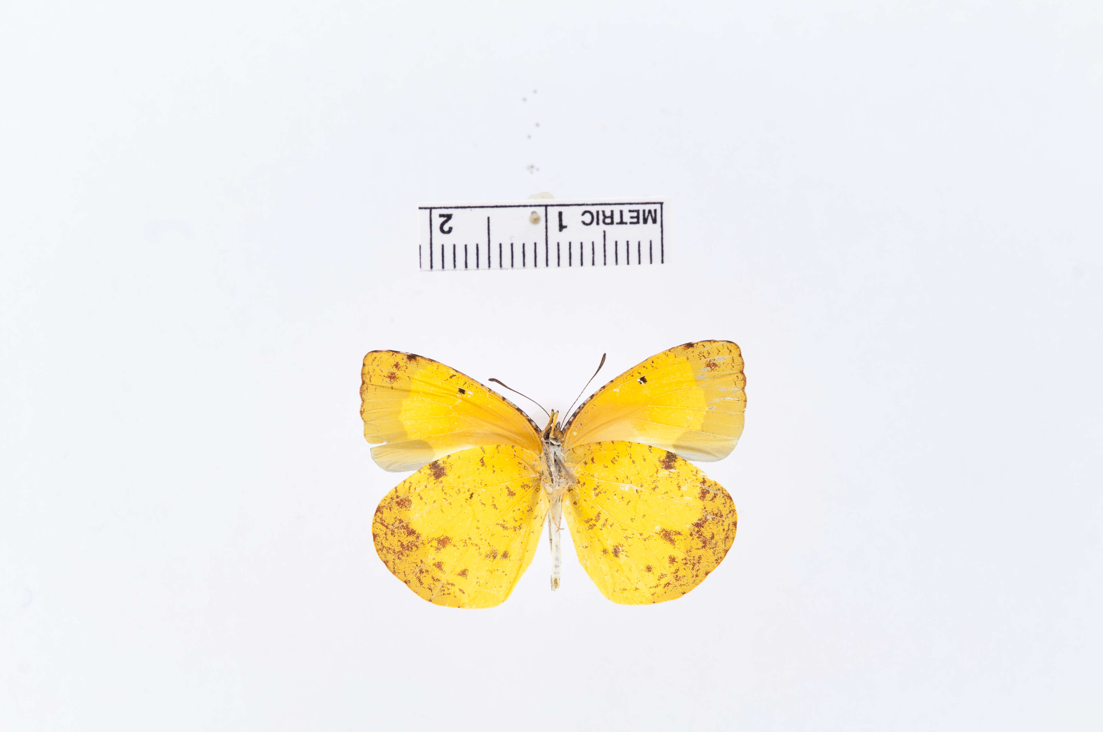 Image of Eurema adamsi (Lathy 1898)