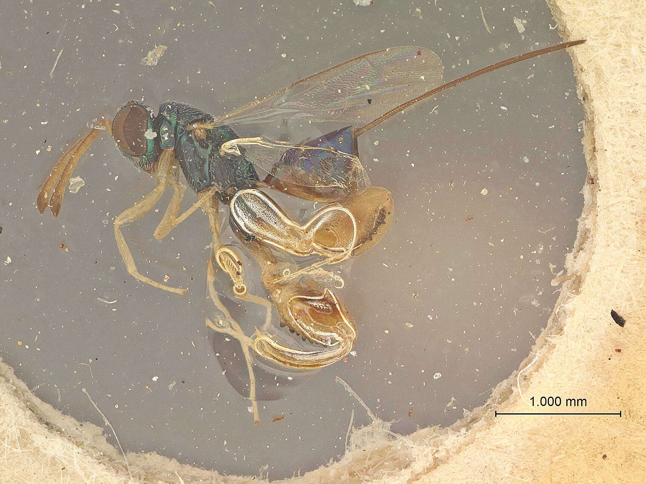 Image of Podagrion calopeplum Mani & Kaul 1972