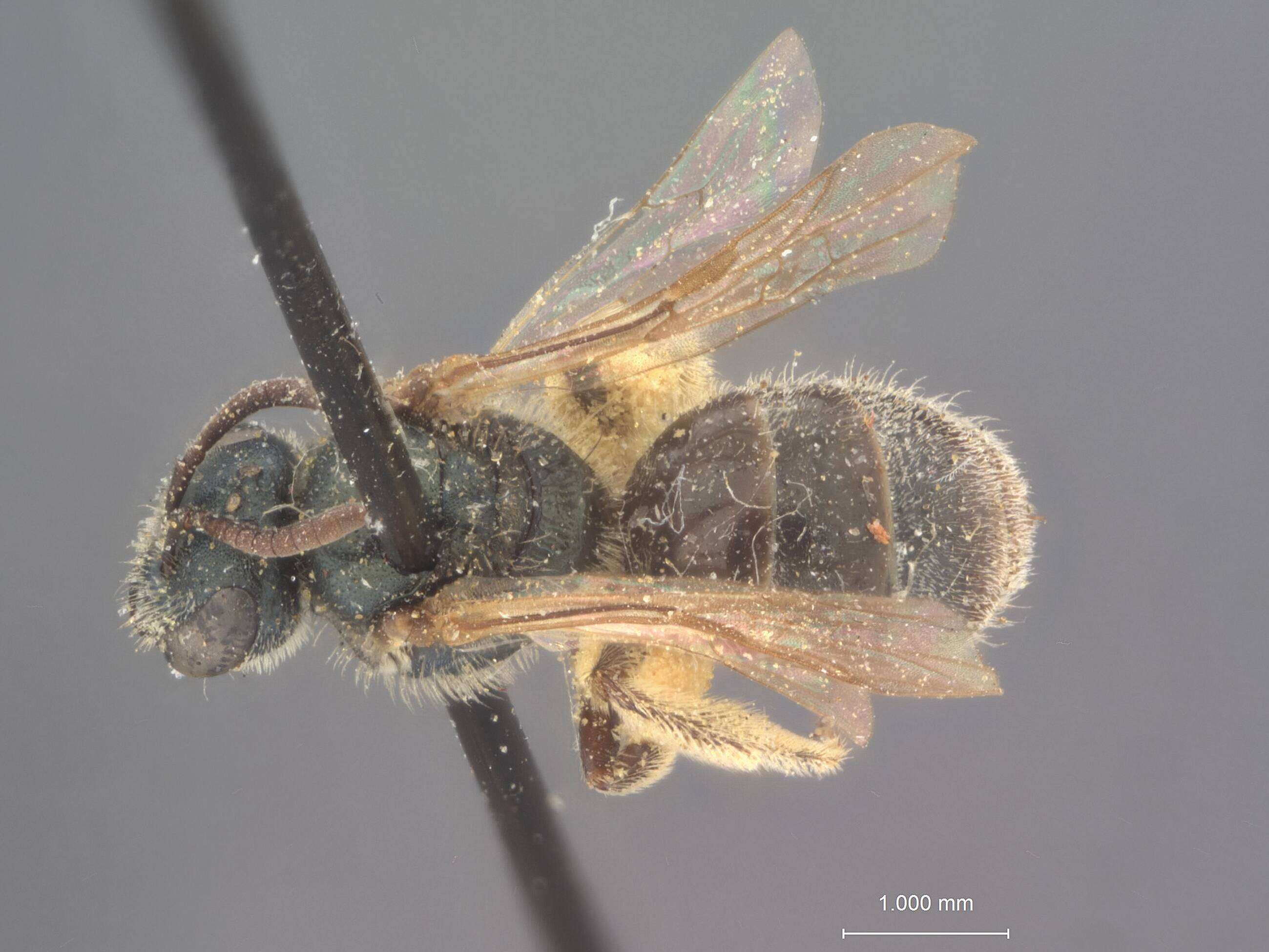 Image of Halictus