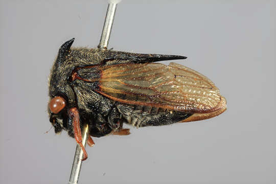 Image of Tricentrus plicatus Funkhouser