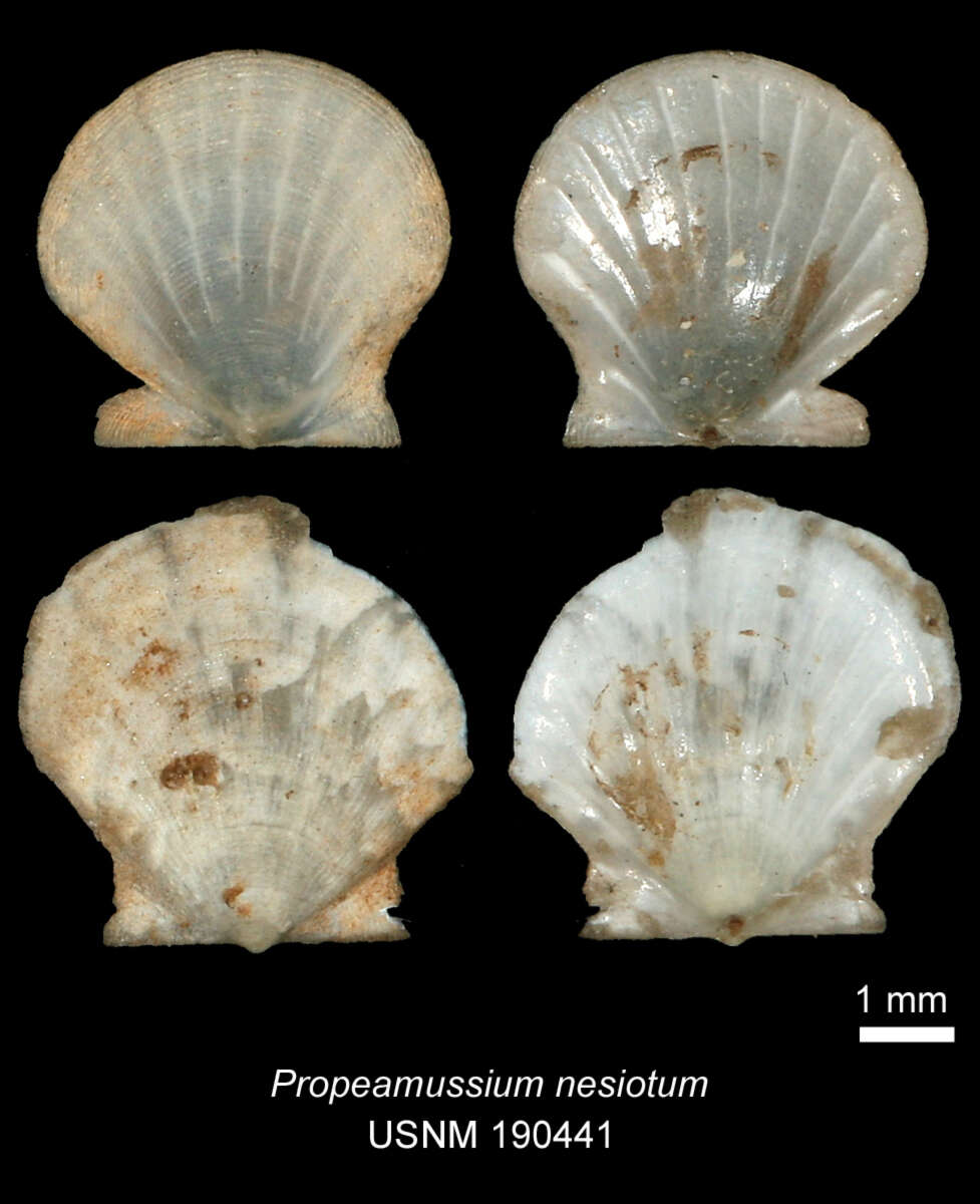 صورة Parvamussium nesiotum (Dall, Bartsch & Rehder 1938)