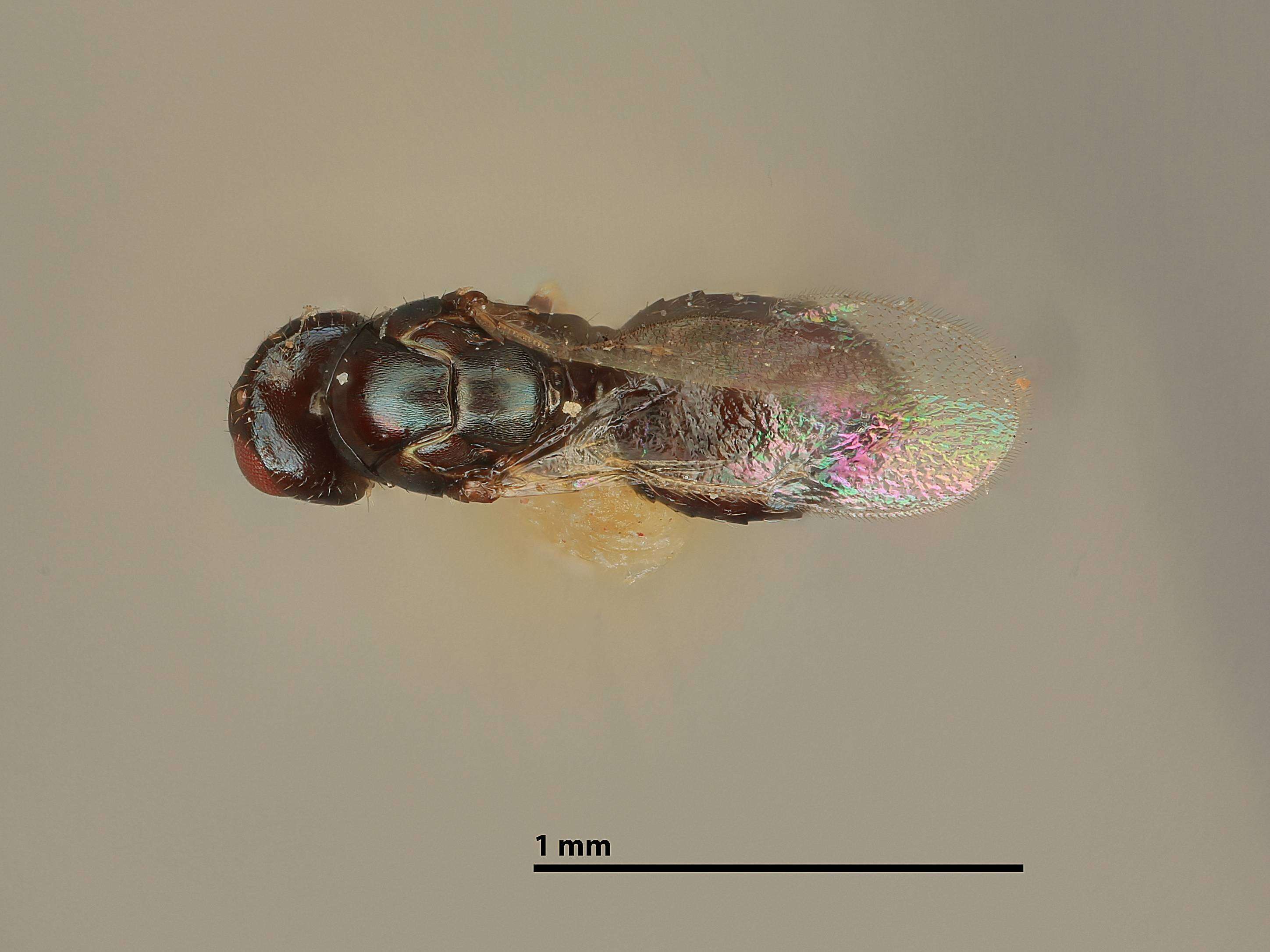 Image of Baryscapus prionomeri (Girault 1916)