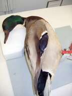 Image of Common Mallard