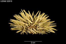 Image of Burrowing urchin