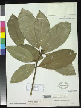 Image of southern magnolia