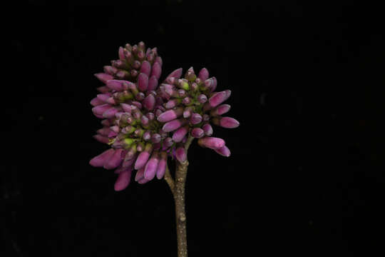 Image of <i>Lonchocarpus isthmensis</i> M. Sousa