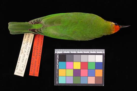 Слика од Chloropsis aurifrons pridii Deignan 1946