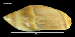 Image of Amalda australis (G. B. Sowerby I 1830)