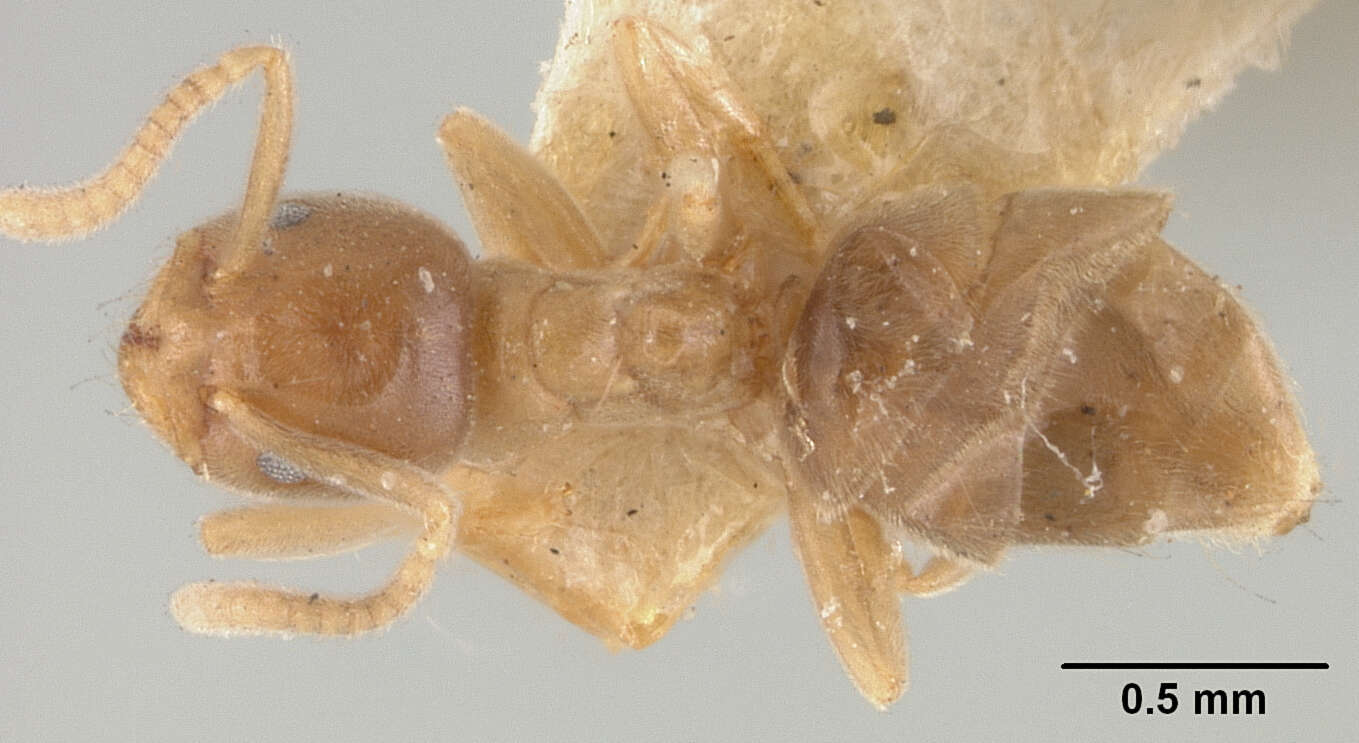 Image de Bothriomyrmex wroughtonii Forel 1895