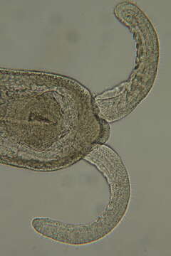 Image of Claudrilus ovarium (Di Domenico, Martínez, Lana & Worsaae 2013)