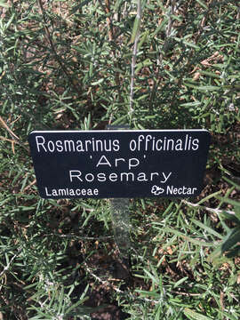 Image of Rosemary