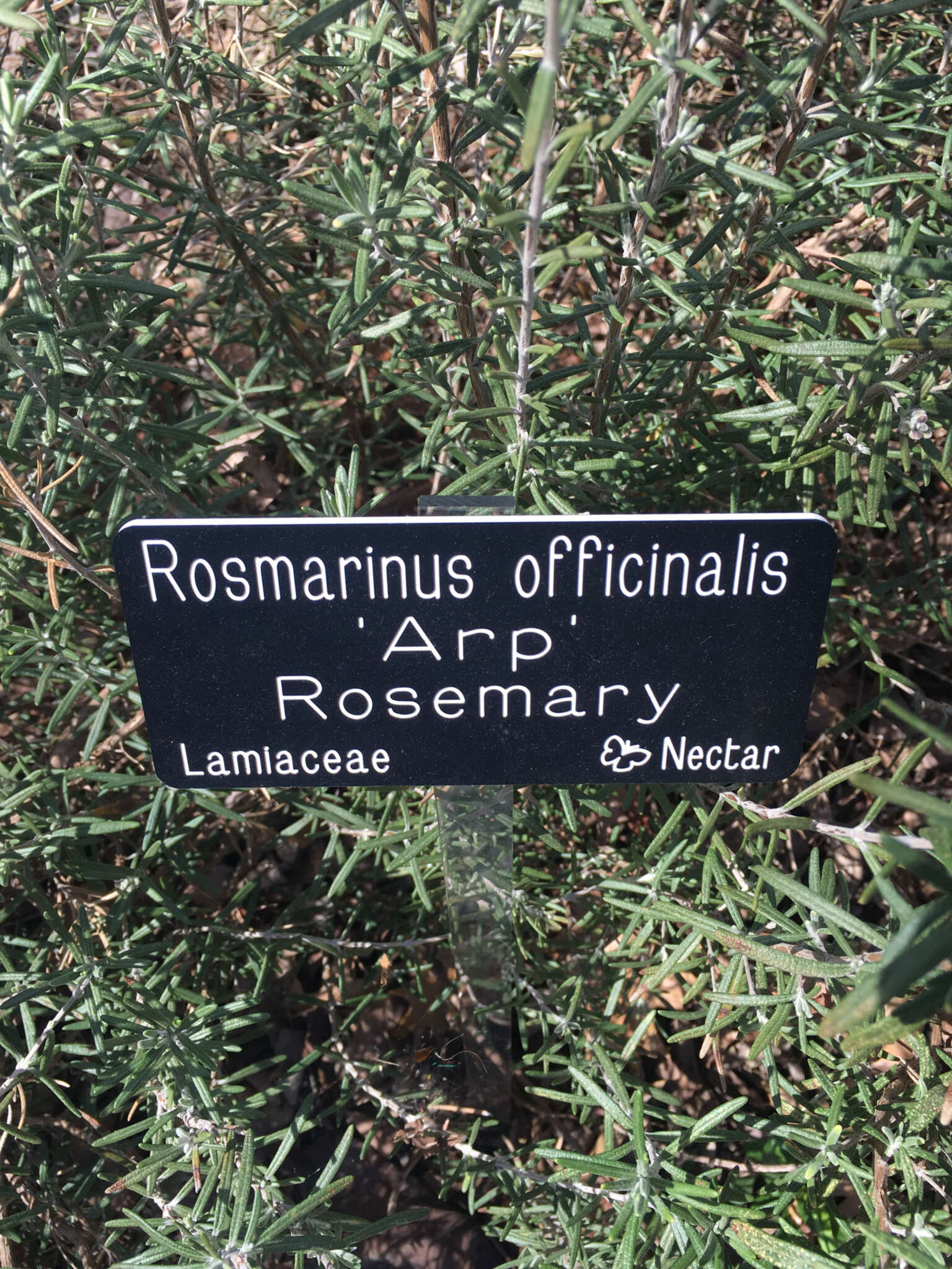 Image of Rosemary