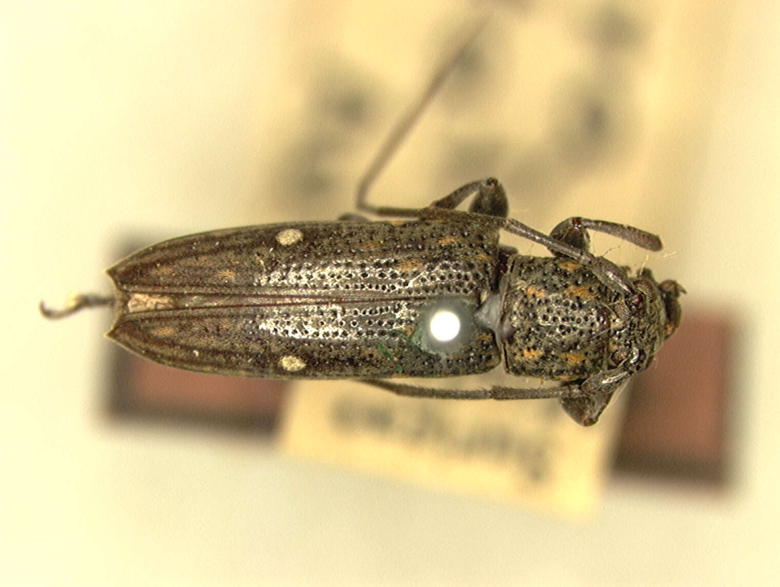 Plancia ëd Mycerinopsis biguttata (Aurivillius 1927)