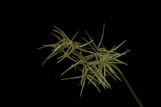 Image of Jointed Flatsedge