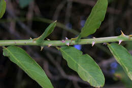 Image of Byttneria rhamnifolia Benth.