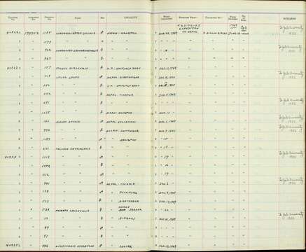 صورة Upupa epops epops Linnaeus 1758