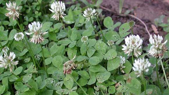 Слика од Trifolium repens var. repens