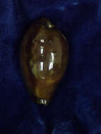 صورة Erronea onyx (Linnaeus 1758)