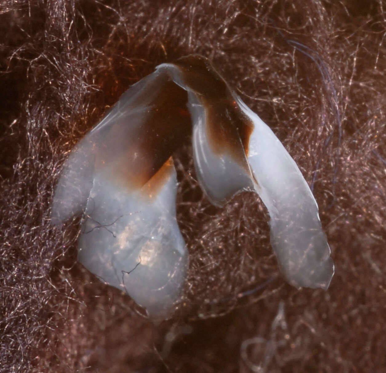 Image of Neoteuthis thielei Naef 1921