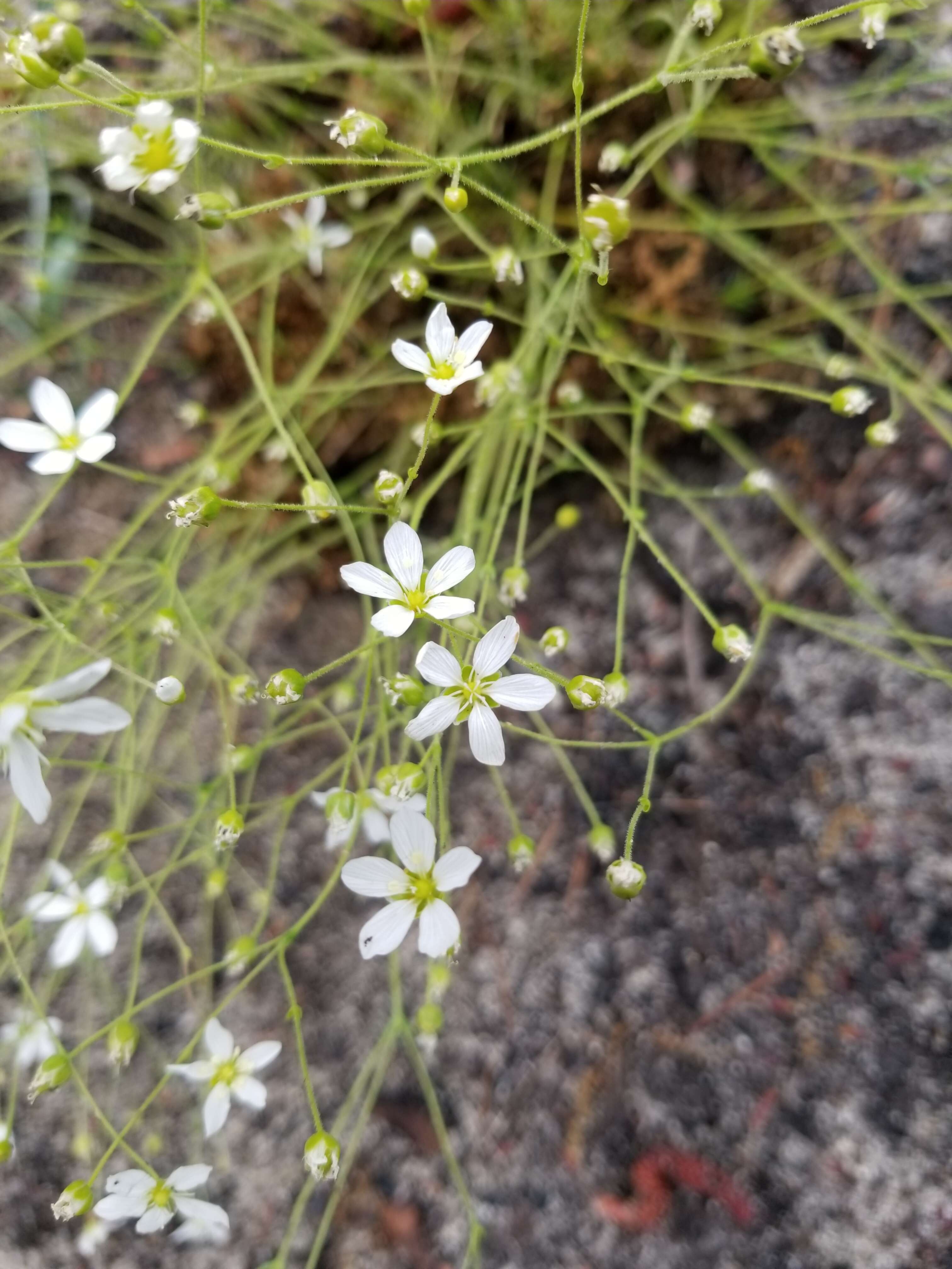 Plancia ëd Mononeuria caroliniana (Walter) Dillenb. & Rabeler