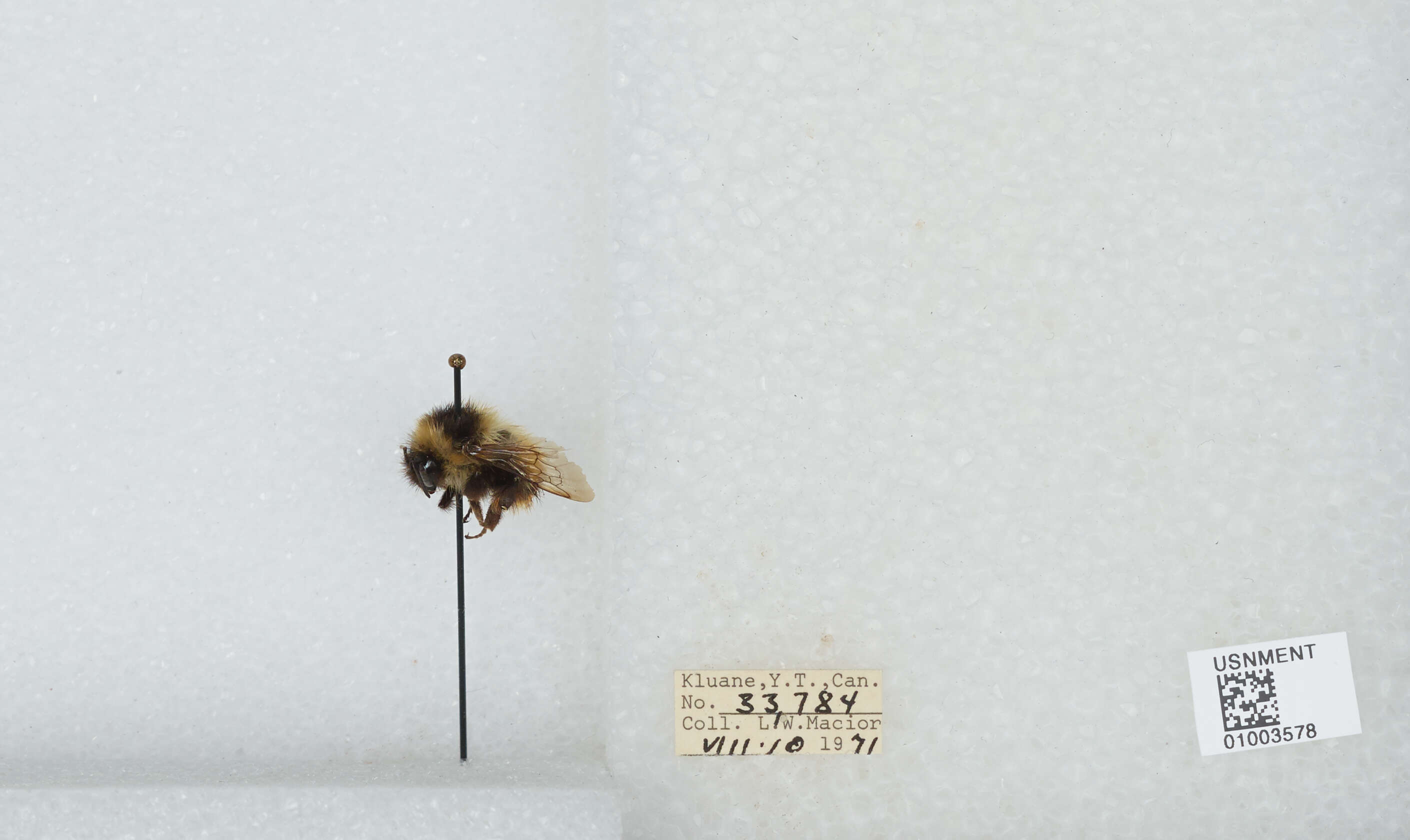 Image of Frigid Bumble Bee