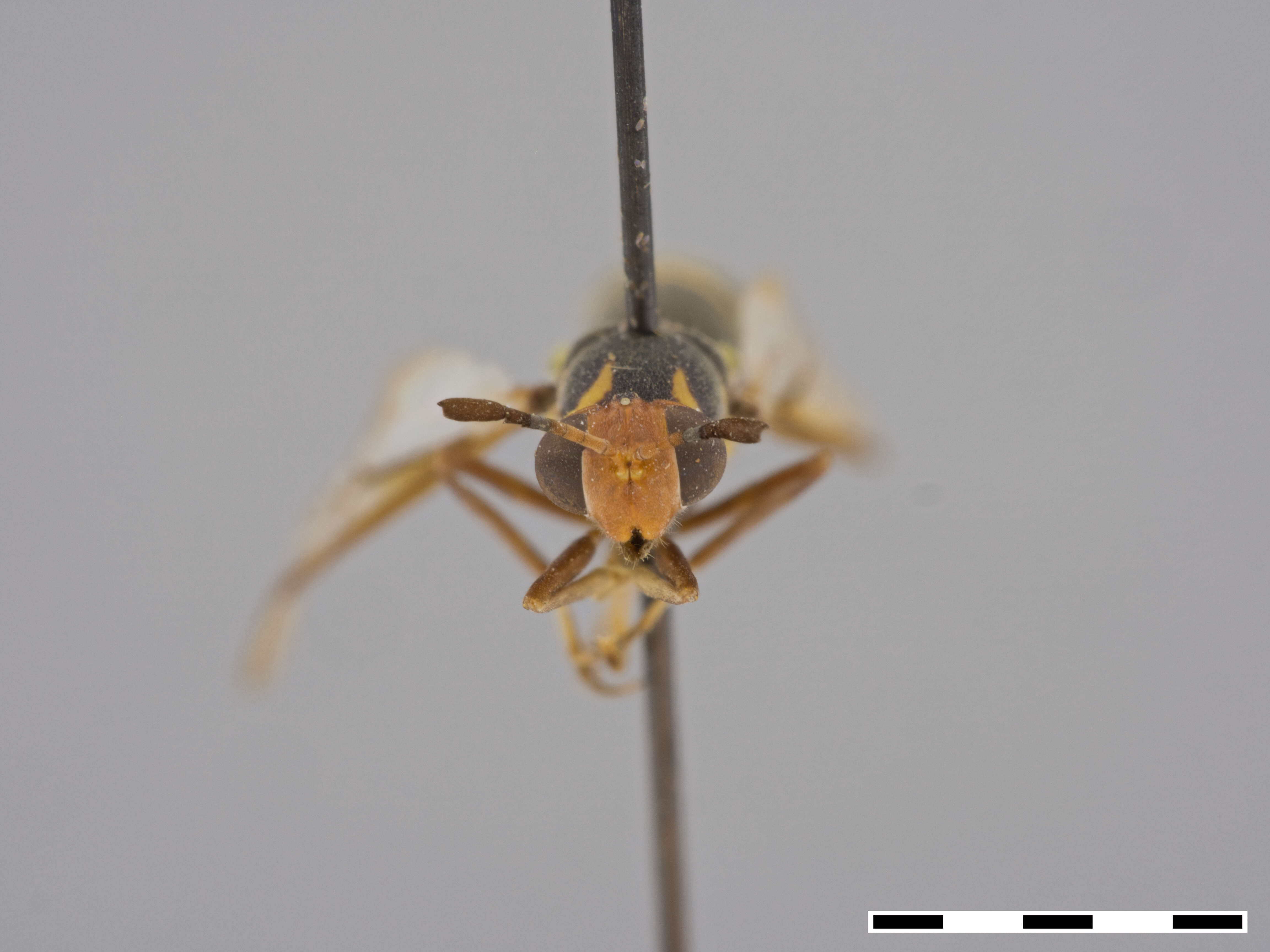 Image of Auloceromyia Lindner 1969