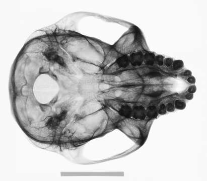 Image de Semnopithecus schistaceus Hodgson 1840