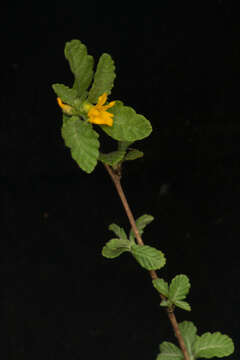 Image of damiana