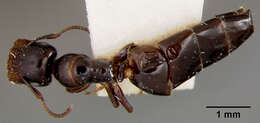 Plancia ëd Camponotus papago Creighton 1953